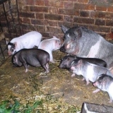 Kako napraviti šupu za svinje uradi sam